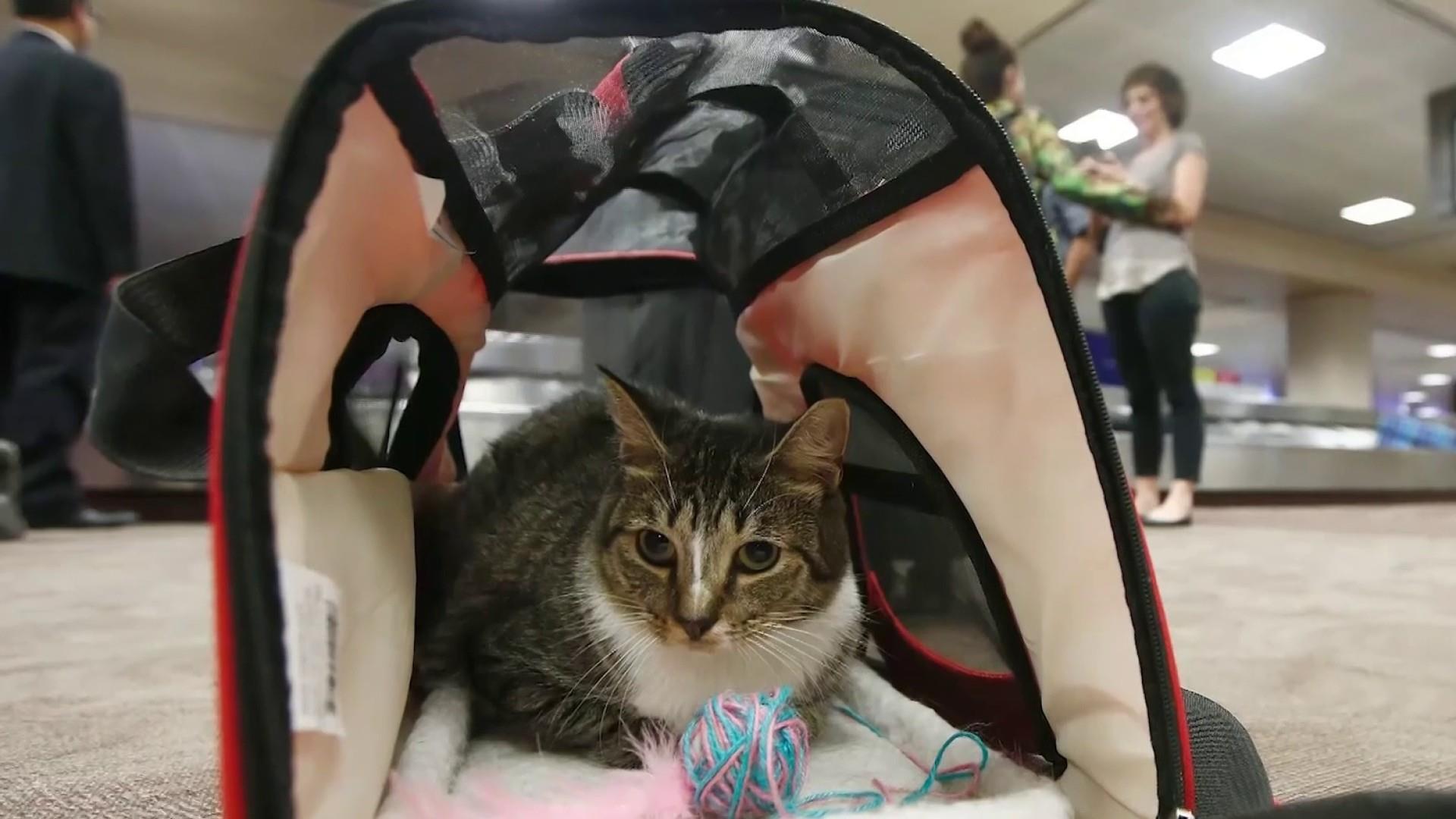 Pet owners on airlines making it harder to travel with emotional support  animals