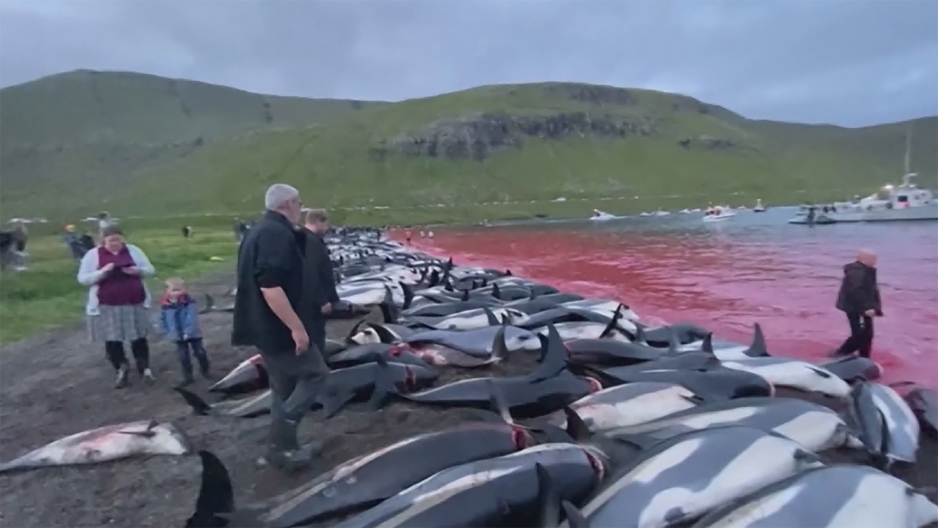 More than 1,400 dolphins killed in Faeroe Islands hunt, stirring fresh  anger over old tradition