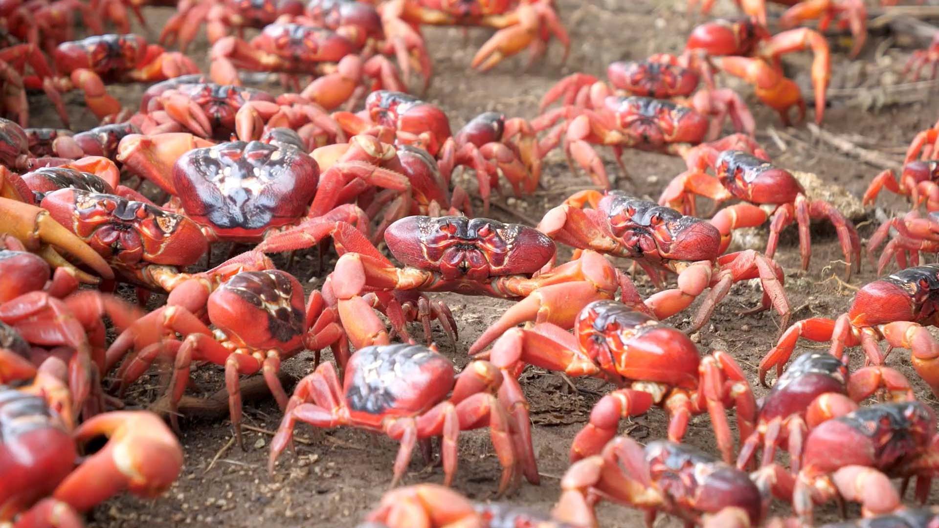 Red crab migration starts on Christmas Island