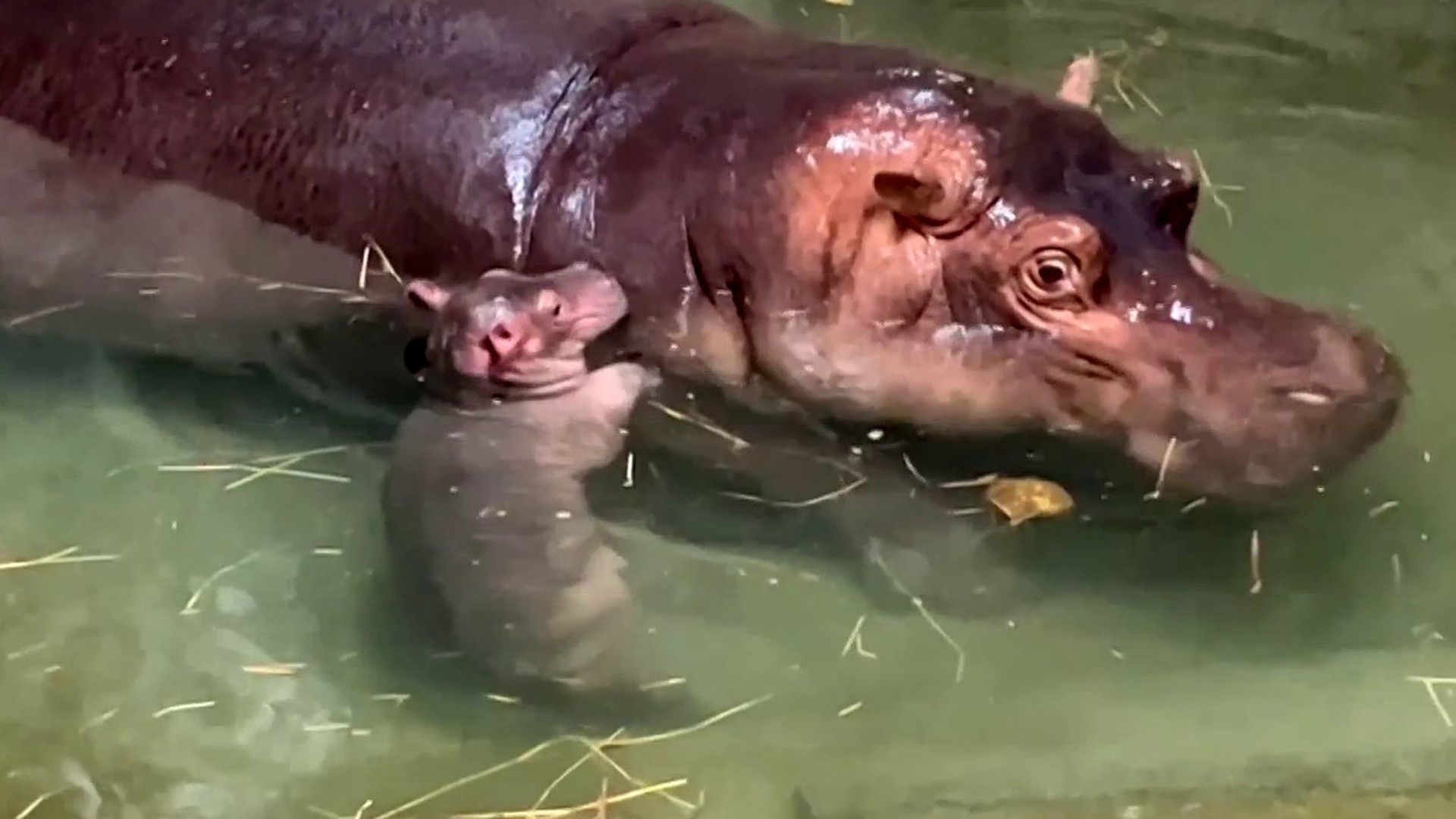 Get a first look at images of Cincinnati Zoo's new baby hippo